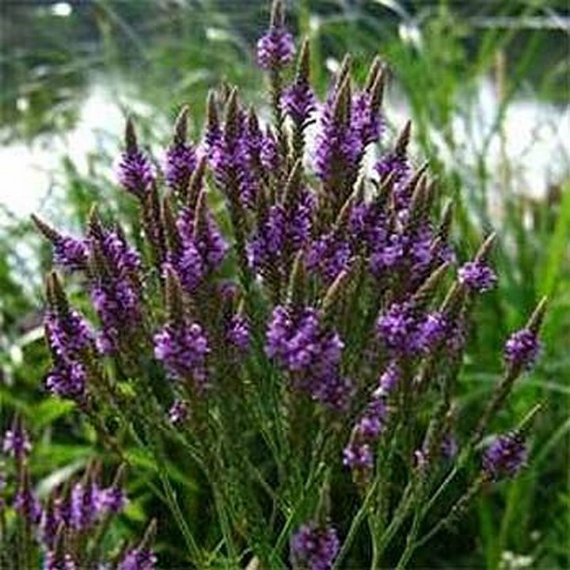 Vervain Herb - Blue