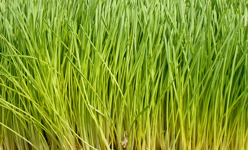 Wheat Grass Powder