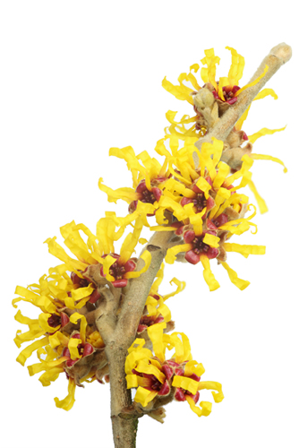 Witchhazel Bark Powder