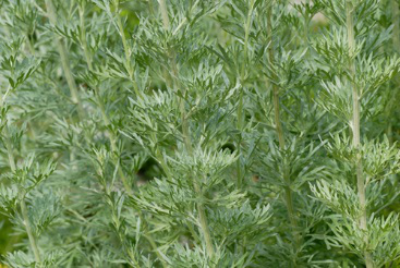 Wormwood Herb Powder