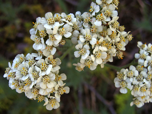 Yarrow Flowers Powder